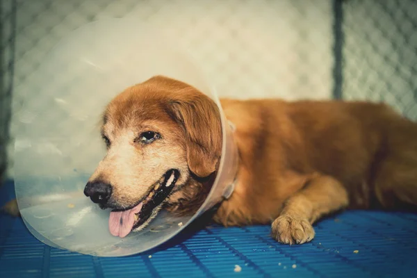 köpek yaralı bir veteriner ve gençleştirme tarafından tedavi.