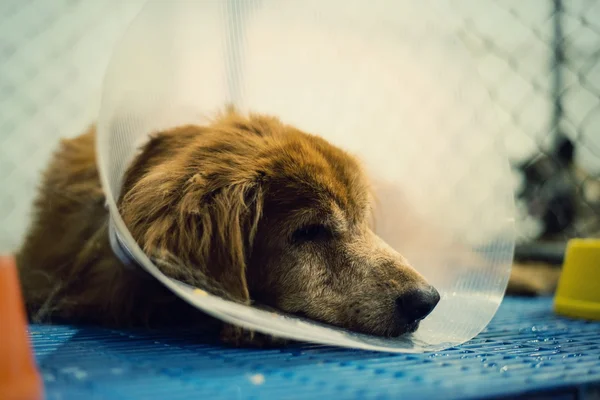 狗受伤治疗兽医和复兴. — 图库照片