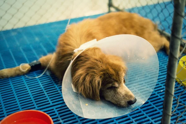 狗受伤治疗兽医和复兴. — 图库照片