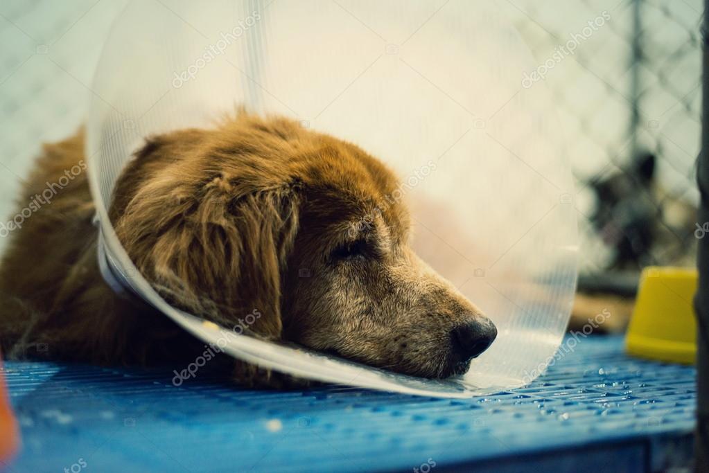 Dog injured treated by a vet and rejuvenation. — Stock Photo