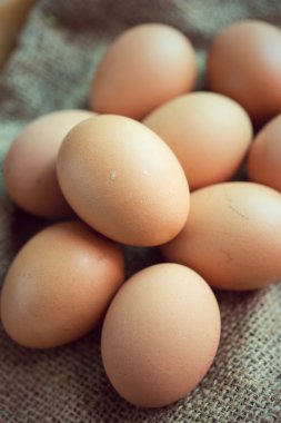 Taze yumurta tavuk çiftliği