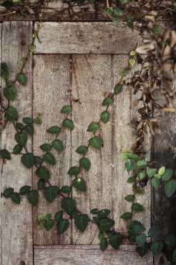 Çok güzel bölmesi ahşap pergola.
