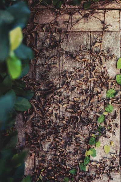 Podokno dřevěná pergola, která je krásná. — Stock fotografie