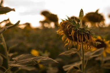Gün batımında ayçiçeği alanıyla
