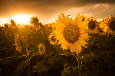 field of blooming sunflowers sunset is Beautiful clipart