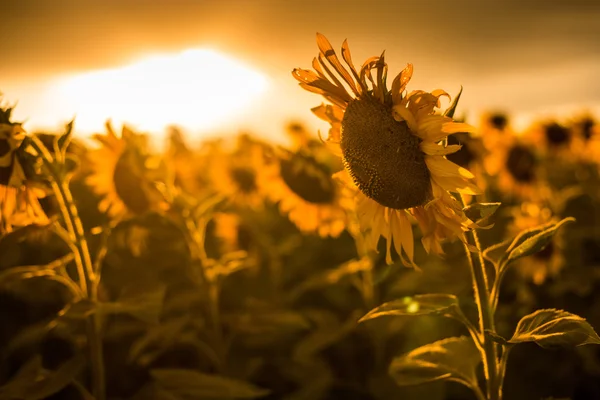 Campo de girasoles florecientes puesta de sol es hermoso — Foto de Stock