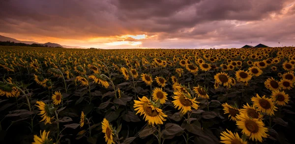 Campo de girasoles florecientes puesta de sol es hermoso — Foto de Stock