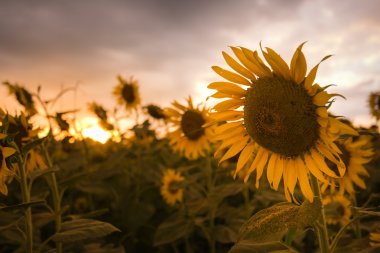 çiçek açan ayçiçeği günbatımı güzel tarlası