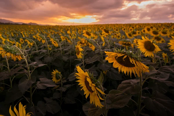 Feld blühender Sonnenblumen Sonnenuntergang ist schön lizenzfreie Stockbilder