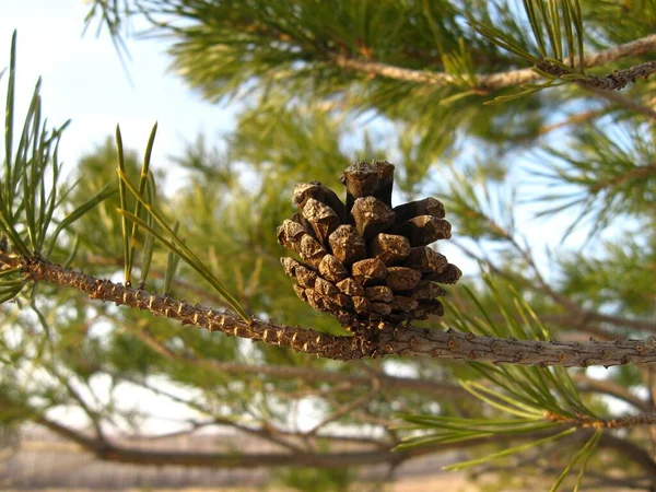 Close Pine Twig Cone Blue Sky Background — Stock Photo, Image