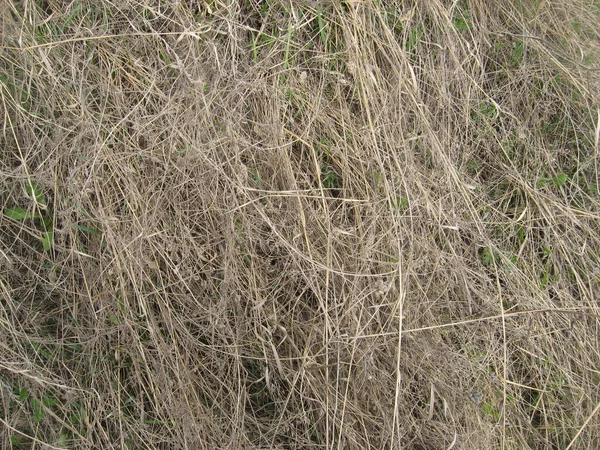 Dry Withered Grass Background — Stock Photo, Image