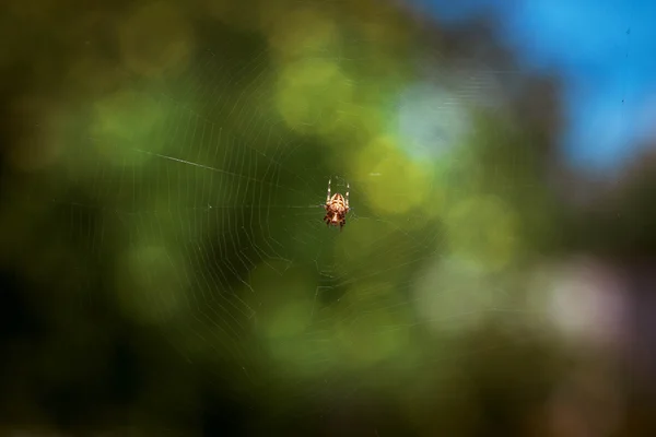 Μια αράχνη στον ιστό — Φωτογραφία Αρχείου