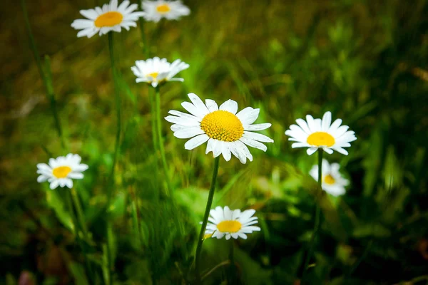 güzel beyaz papatya