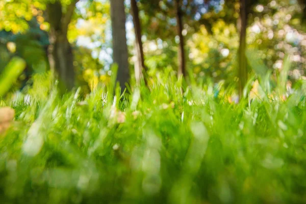 Yeşil Çimen Arkaplanı