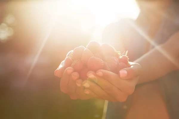 çilek güneş ışığı