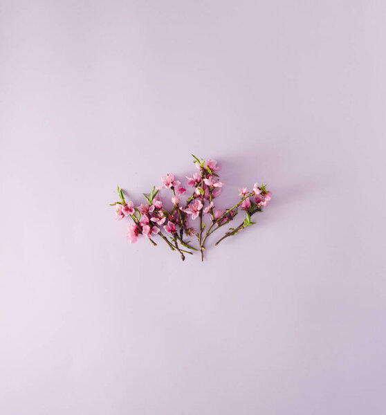 Romantic flat lay. Pink flowers on pastel purple background. Creative spring composition.