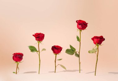 Pastel bej arka plana karşı kırmızı güller. Asgari yaratıcı kavram.