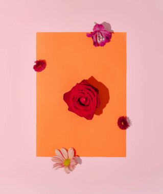Yaratıcı bahar arkaplanı. Turuncu ve pembe arka planda güneşli gün gölgeleri olan çeşitli çiçekler.