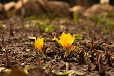 Bahar mevsiminde Crocus çiçeği. Boşluğu kopyala, kartpostal için ideal.