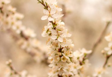 Bahar çiçekli kiraz eriği.