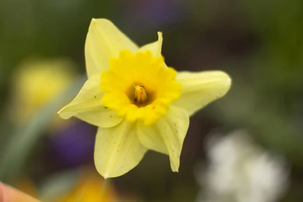 Желтый Цветок Нарцисса Открыток Плакатов — стоковое фото