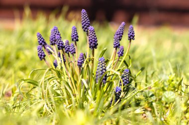 Engerek yayı, Fare sümbülü mor çiçekler
