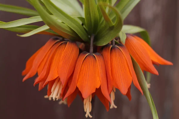 Flor Corona Real Naranja Para Póster Postal — Foto de Stock