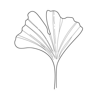 Ginkgo yaprağı çizimi. Simge için minimalizm vektörü botanik çizimi. Konsept tasarım için Plant 'ın Contour çizimi