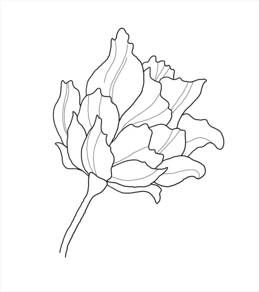 Kwiat Linii Stylu Sztuki Minimalistyczny Wektor Ilustracja Zarysu Piwonii Rysunek — Wektor stockowy