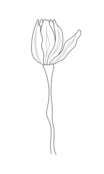 Kwiat Linii Stylu Sztuki Minimalistyczny Wektor Ilustracja Kwitnącego Zarysu Tulipanów — Wektor stockowy