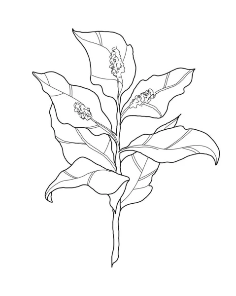 Planta Con Flores Line Art Minimalista Ilustración Vectorial Negra Rama — Vector de stock