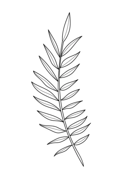 植物线条艺术 Icon或Logo的分支的简约的黑色矢量图解 白色背景下棕榈叶手绘绘图 — 图库矢量图片
