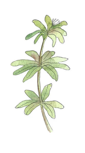 Watercolor Forest Plant Hand Drawn Botanic Illustration Invitations Any Design — ストック写真