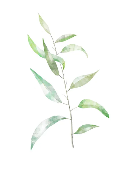 緑色の長い葉を持つ水彩ユーカリの枝 — ストック写真