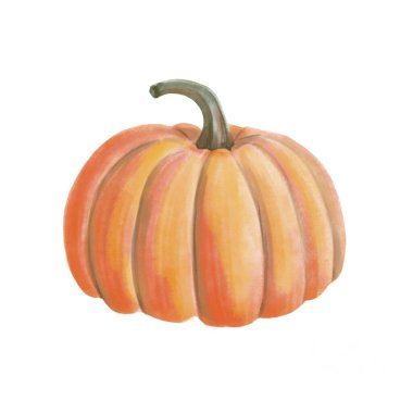 Suluboya turuncu balkabağı. Beyaz arka planda tek bir nesne var. Sonbahar sebzelerinin suluboya çizimi. Vejetaryen yemeği.