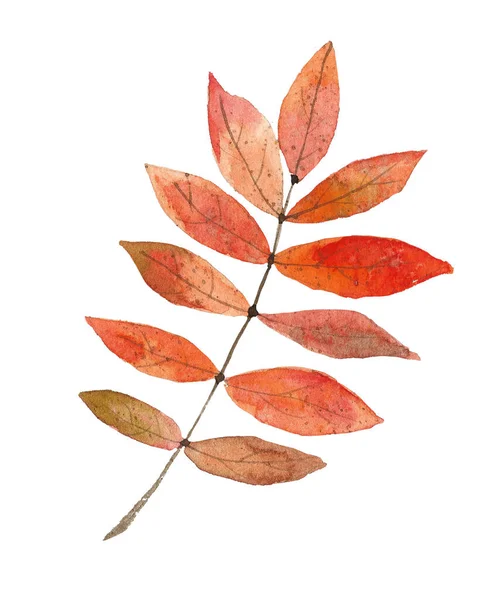 秋のローワンの葉 — ストック写真