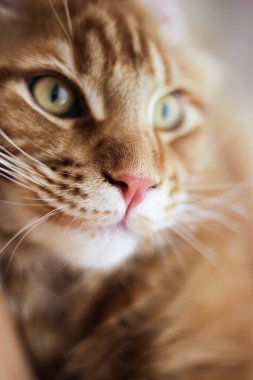 Kırmızı Maine Rakun Kedisi