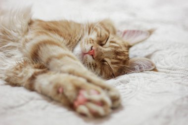 Kırmızı Maine Rakun Kedisi