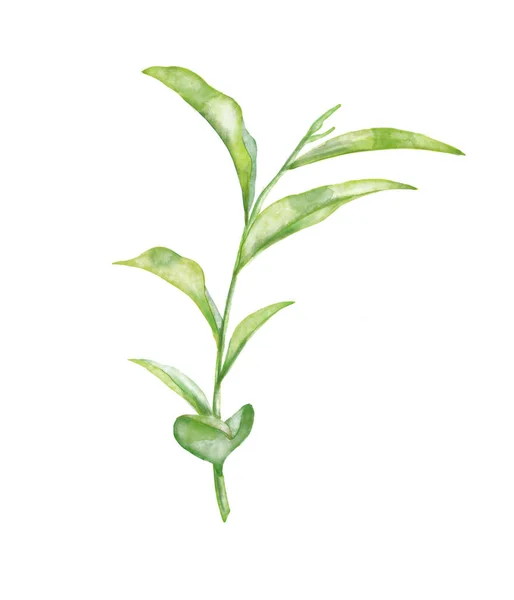 Zielona Herbaciarnia Ręcznie Malowane Ilustracja Akwarela Białym Odizolowanym Tle Azjatyckie — Zdjęcie stockowe