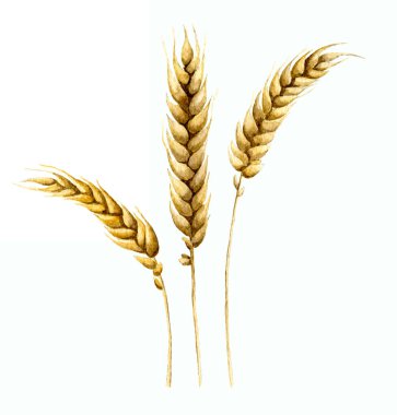 Bira üretimi için suluboya malt. Beyaz izole arka planda buğday taneleri. Ekim Festivali için arpa resmi.