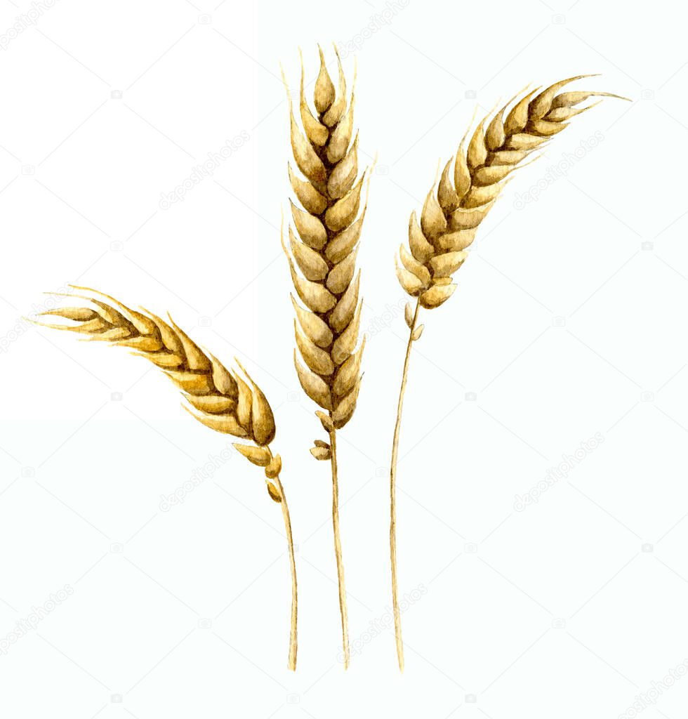 Watercolor Malt for Beer production. Wheat Grains on white isolated background. Hand painted illustration of Barley for Octoberfest