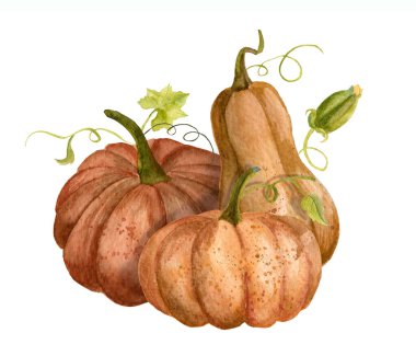 Turuncu kabaklı ve yeşil yapraklı suluboya sonbahar çizimi. Pankart için elle boyanmış kabaklar ya da Şükran Günü için davetiyeler. Hasat Festivali veya Cadılar Bayramı için Sketch