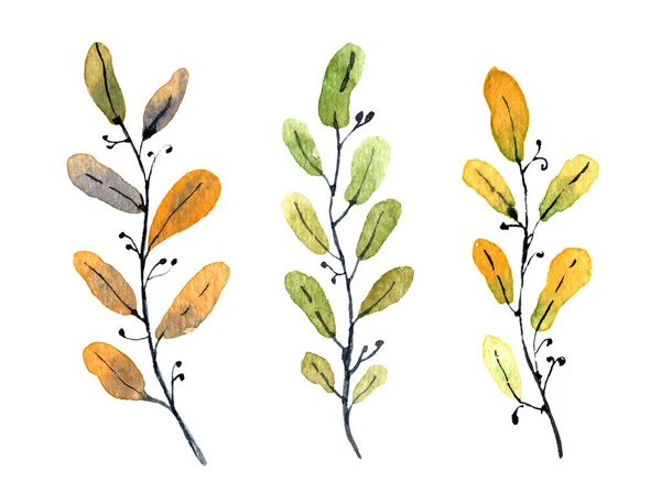 Watercolor Autumn Plants — Stock Photo, Image