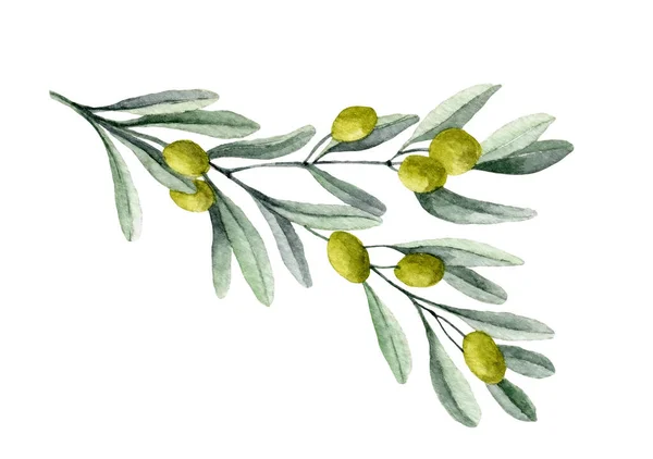 Watercolor Branch Olive Fruits Green Leaves Hand Painted Illustration White — Stock Photo, Image