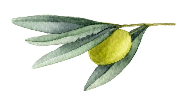 水彩オリーブブランチ 緑の葉と熟した果実と手描きのイラスト 石油ラベルまたは招待状カードのための白い孤立した背景に描く — ストック写真