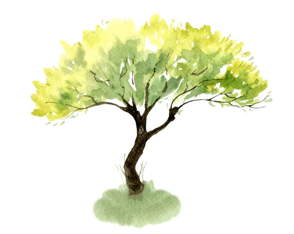 Akwarelowe Drzewo Oliwne Ręcznie Rysowane Ilustracje Dużych Zielonych Sadzonek Eleganckimi — Zdjęcie stockowe