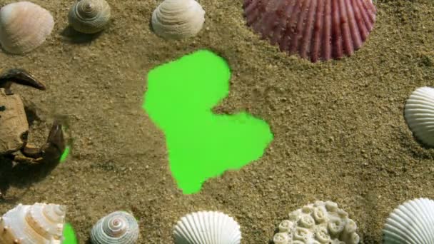 Coquillages et sable sur un écran vert . — Video