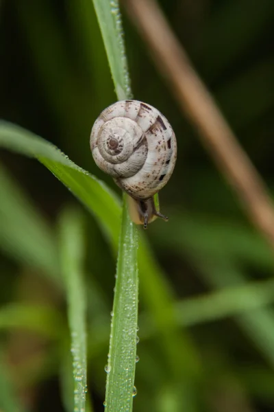 이 슬 맺힌 잔디에 달팽이 닫습니다. — 스톡 사진