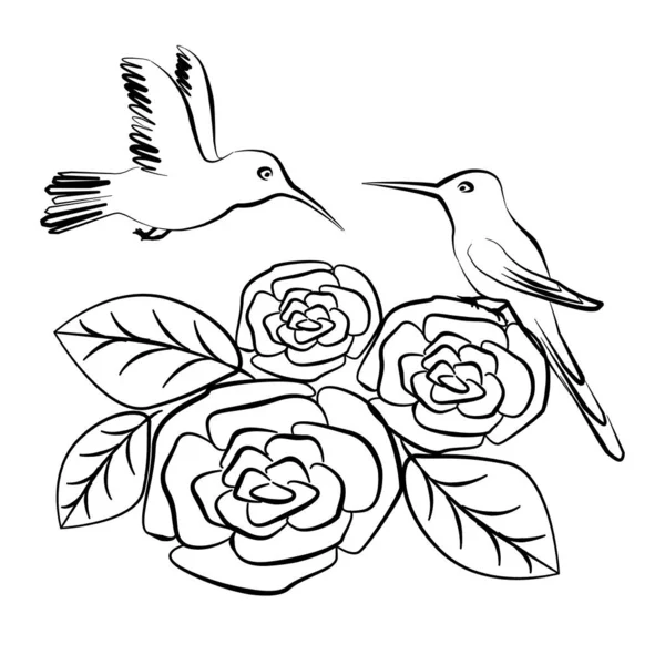 Birds Rose Line Artillustration White Bacground Colibri Pour Roses — Photo