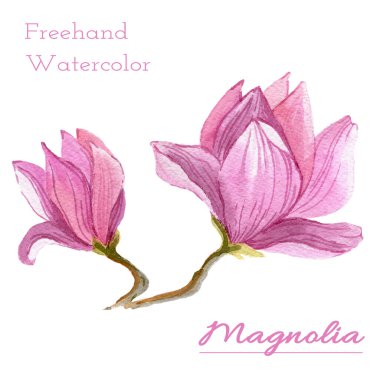 Beyaz arka planda pembe Magnolia çiçeğinin iki dalını suluboya. Paketleme ile izole çiçek ögesi